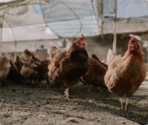 ipot ng manok na may sakit|Sakit ng Manok – First Fil.